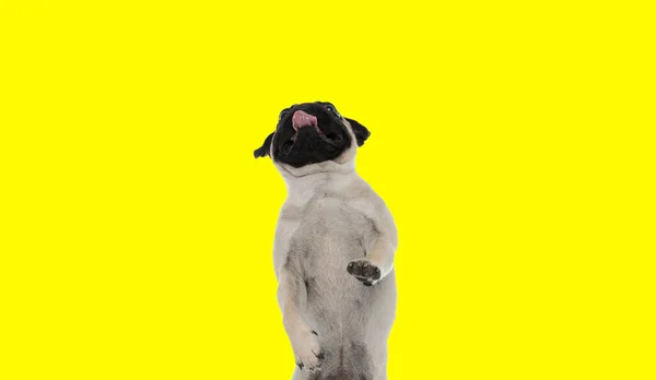 Picture Beautiful Pug Dog Standing Hind Legs Panting Animal Themed — Stock Photo, Image