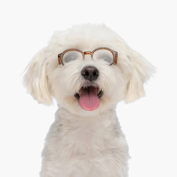 Gözlük Takan Sevimli Bir Bizon Köpeği Stüdyoda Beyaz Arka Planda — Stok fotoğraf
