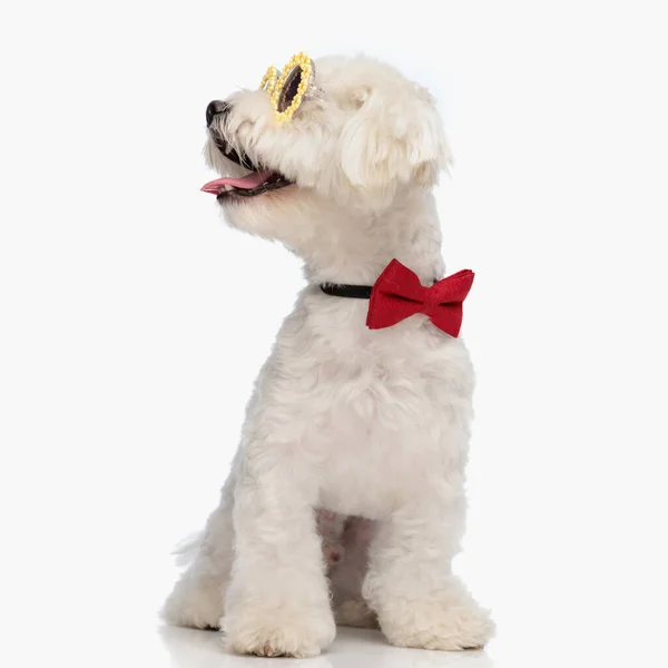 스튜디오에서 배경에 앉아있는 측면과 팬티를 선글라스와 Bowtie 달콤한 Bichon 강아지 — 스톡 사진