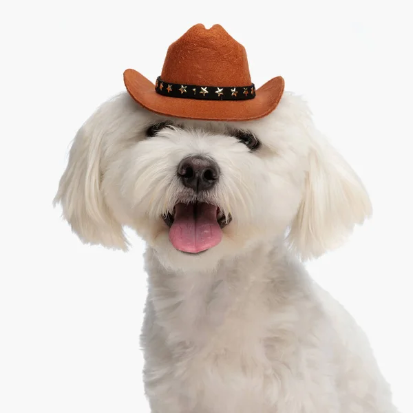 Portret Van Schattig Klein Bichon Hond Met Cowboy Hoed Hijgen — Stockfoto