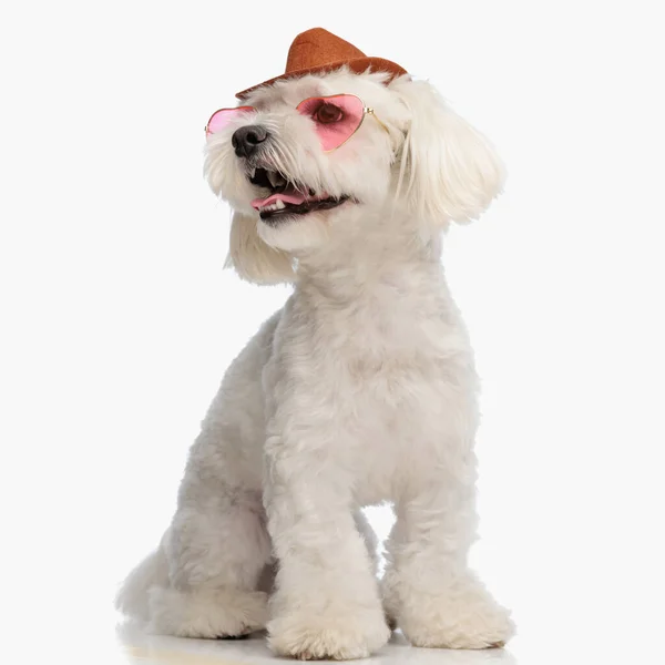 Söt Liten Bichon Hund Med Cowboy Hatt Tittar Sidan Och — Stockfoto
