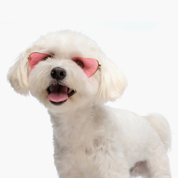 Belo Bichon Cão Com Óculos Sol Saindo Língua Ofegante Enquanto — Fotografia de Stock
