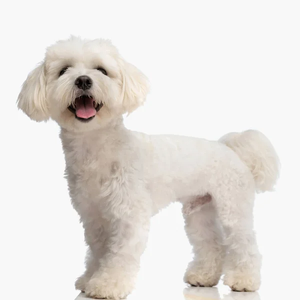 Side View Beautiful Bichon Doggy Sticking Out Tongue Panting While — Stock Photo, Image