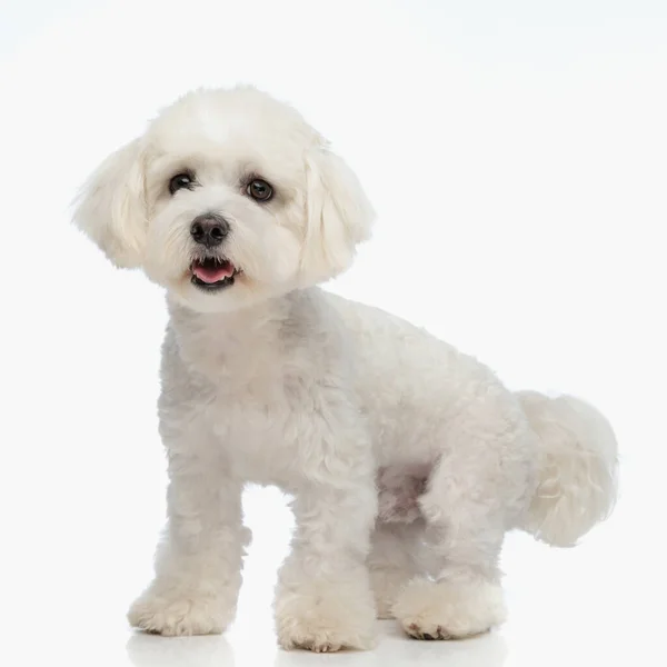 Güzel Bizon Köpeği Stüdyoda Beyaz Arka Planda Dikilirken Dilini Çıkarıp Stok Resim