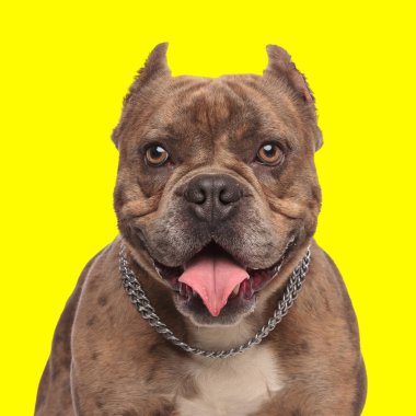 Sarı arka planda otururken yakası dışarı fırlamış ve nefes nefese kalmış sevimli Amerikalı zorba köpek yavrusu.