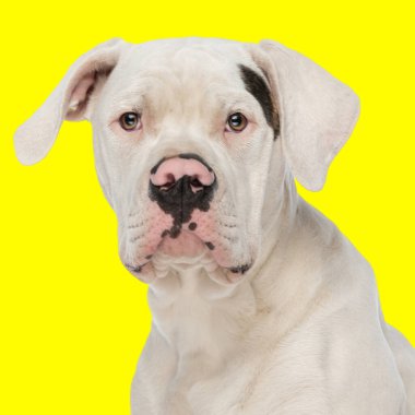 Sevimli Amerikan Bulldog 'u ileriye bakıyor ve sarı arka planda oturuyor.