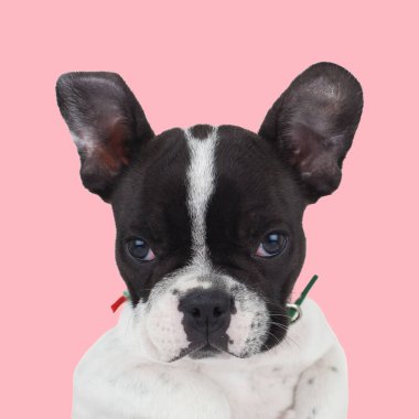 Tasmalı şirin bir Fransız bulldog köpeğinin portresi. Stüdyoda pembe arka planda yatar ve ileriye bakar.