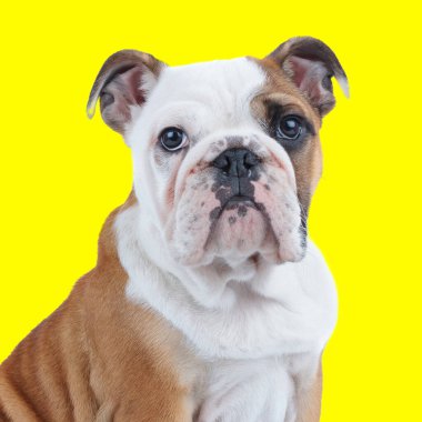 Sevimli İngiliz bulldog 'unun yan görüntüsü yukarı bakıyor ve sarı arka planda oturuyor.