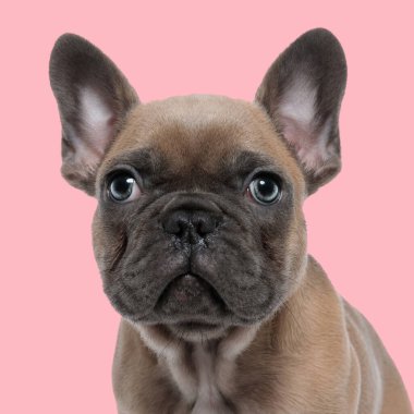 Güzel, küçük bir buldog yavrusu oturuyor, yukarı bakıyor ve stüdyoda pembe arka planda merak ediyor.