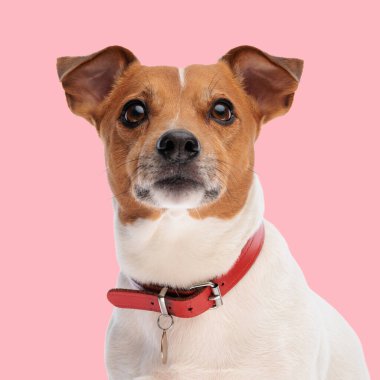 Kıymetli Jack Russell Terrier 'in portresi. Kırmızı yakalı köpek oturuyor ve pembe arka planın önüne bakıyor.