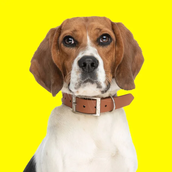 Γλυκό Μικρό Σκυλί Beagle Γιακά Γύρω Από Λαιμό Κάθεται Και — Φωτογραφία Αρχείου