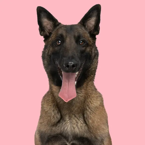 Happy Belgian Shepherd Malinois Dog Sticking Out Tongue Panting Sitting — Stock Photo, Image