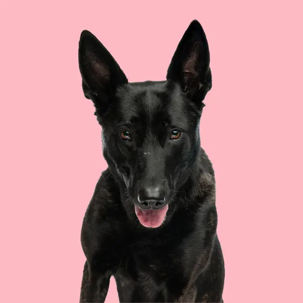 スタジオでピンクの背景の前に座って 舌を突き出し 舌を突き出して楽しむ素敵なオランダの羊飼い犬 — ストック写真
