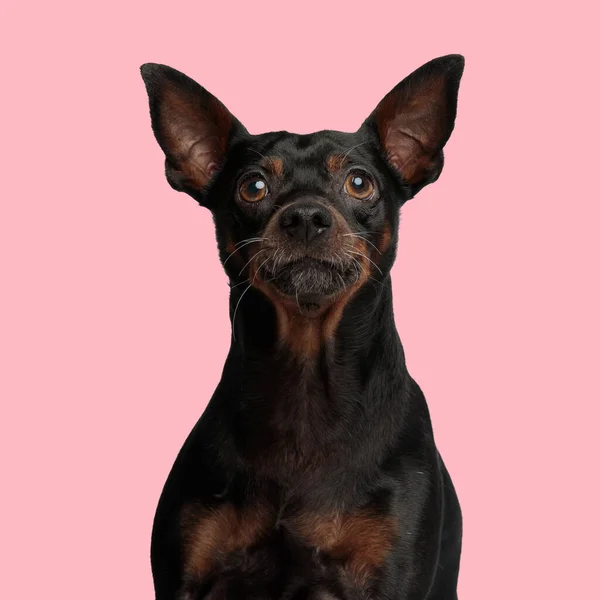 Nieuwsgierige Kleine Pincher Hond Kijken Omhoog Zitten Voorkant Van Roze — Stockfoto