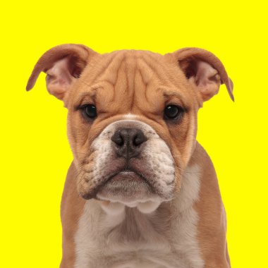 Küçük sevimli İngiliz buldog köpeği ileriye bakıyor ve sarı arka planda oturuyor.