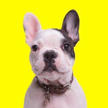 Sevimli Fransız bulldog tasmalı, ileriye bakıyor ve stüdyoda sarı arka planda oturuyor.