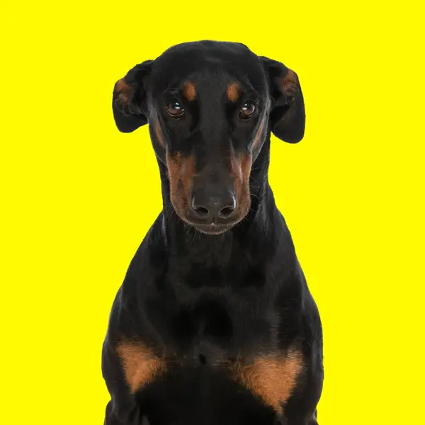 害羞的小猎狗肖像画坐在黄色背景前向前看 — 图库照片