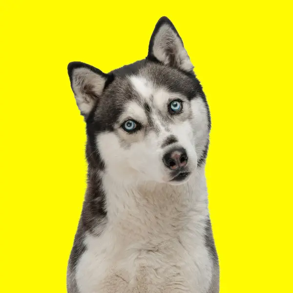 Beautifu Husky Dog Tilting Head Looking Forward Sitting Front Yellow — Stock Photo, Image