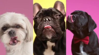 Kim aç? 3 sevimli köpek yemek için hazır.