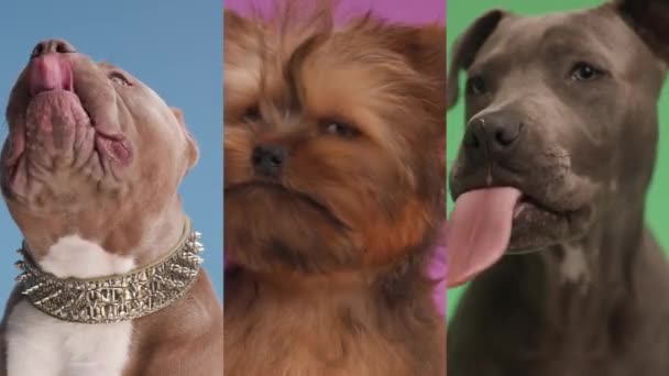 Drie Schattige Honden Genieten Van Hun Eten Anticiperen Een Goede — Stockvideo