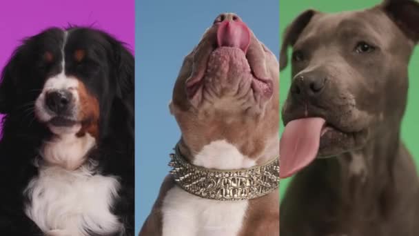 食べ物のための熱狂的な3犬のコラージュビデオ バーニーズマウンテンドッグ ブルーアムスタフ いじめのビデオ — ストック動画