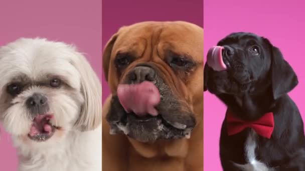 Corso Caña Mastín Toro Pequeño Cachorro Bichon Están Esperando Ansiosos — Vídeos de Stock
