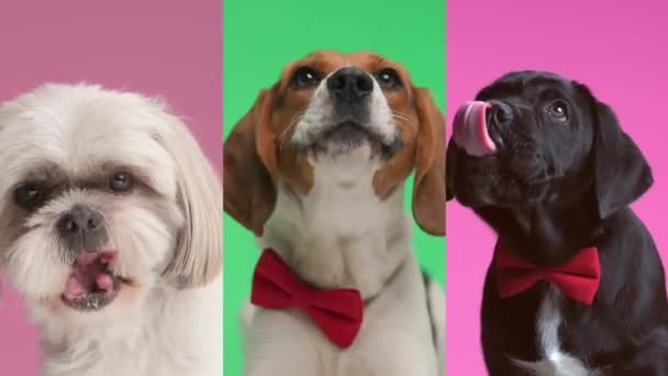 3匹のかわいい犬のビデオコラージュ 1匹は食べ物のために吠え 他の人は良い食事の後に鼻を舐める — ストック動画