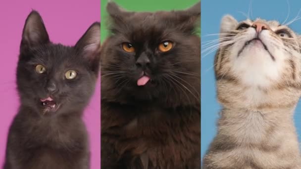 鼻を舐める3匹の可愛い猫のビデオコラージュ 良い食事を期待して — ストック動画