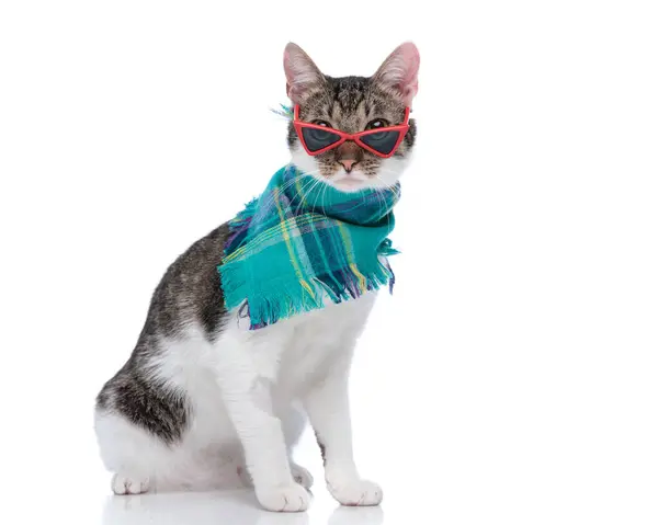ホワイトバックの前に座って楽しんでいる間 サングラスと冬のための青いスカーフを身に着けているファッションメティスの猫の側面ビュー ストックフォト