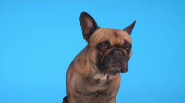 Stüdyoda mavi arka planda otururken ve poz verirken etrafına bakan sevimli Fransız köpeği.