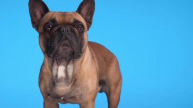 Güzel, küçük bir Fransız bulldog köpeğinin mavi arkaplanın önünde dikildiği bir proje videosu.