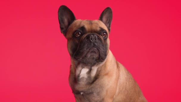 Rozkošný Malý Frenchie Pes Vyčnívající Jazyk Oddychování Zatímco Těší Sedí — Stock video