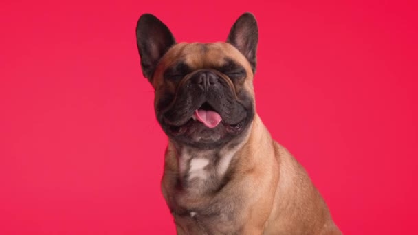 Proyecto Video Perezoso Pequeño Bulldog Francés Cachorro Sobresaliendo Lengua Jadeo — Vídeos de Stock