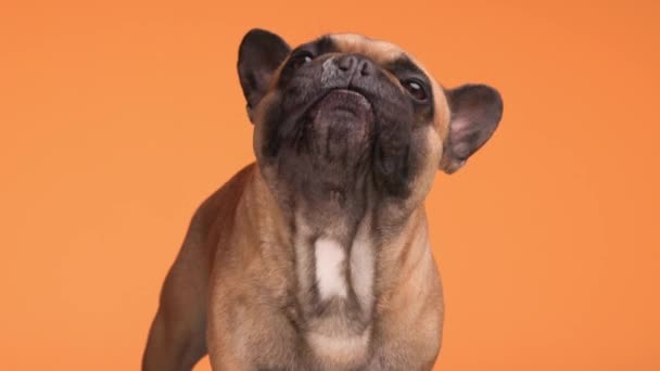 空腹なフランスのブルドッグ子犬は オレンジ色の背景で食べ物を求めながら舌と鼻を舐める — ストック動画