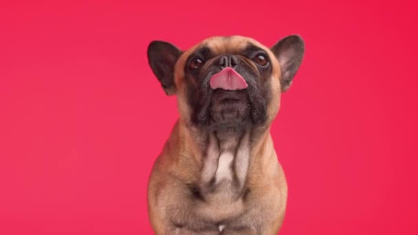 かわいい小さなフランス人犬が目を上げ 鼻を舐め 赤い背景に座っている間に舌でパンチング — ストック動画