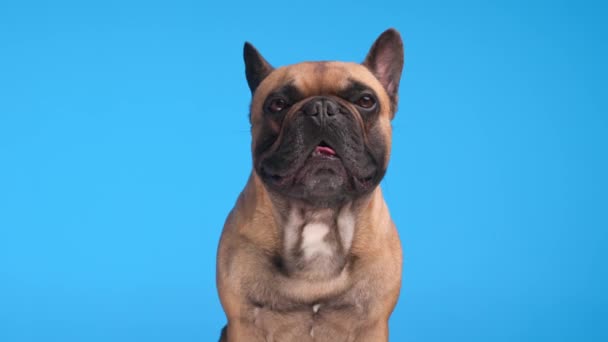 Entzückende Französische Bulldogge Die Sich Vor Blauem Hintergrund Nach Vorne — Stockvideo