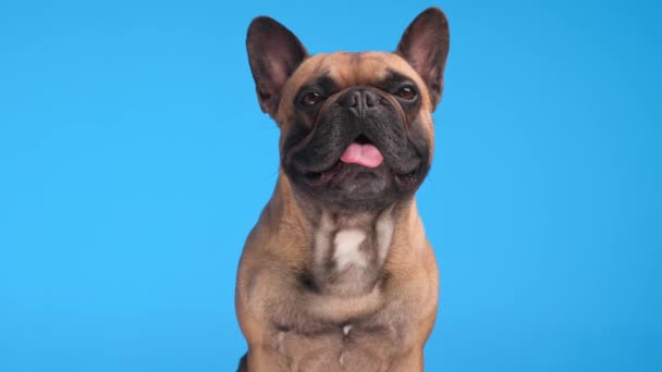 美しいフランスのブルドッグの子犬のプロジェクトビデオ 座って青い背景の前にパントしながら楽しみにしています — ストック動画