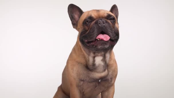 愛らしいフランスのバルドッグ犬が前を向いて 灰色の背景に座っている間に舌とパントを突き出します — ストック動画