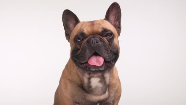 Proyecto Vídeo Pequeño Encantador Bulldog Francés Jadeo Cachorro Mirando Hacia — Vídeos de Stock