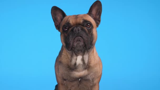 Lindo Pequeño Bulldog Francés Cachorro Sentado Mirando Hacia Adelante Delante — Vídeos de Stock