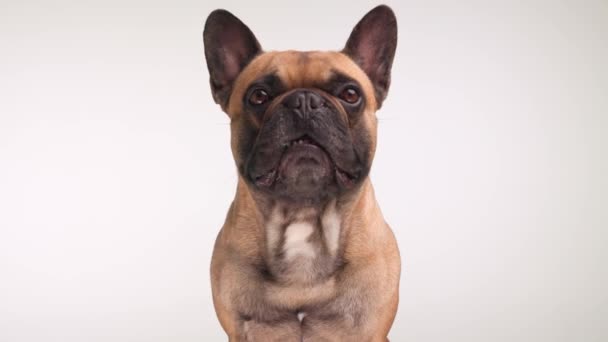 可爱的法国斗牛犬小狗坐着 抬起头 用舌头喘气 同时在灰色的背景上摆姿势 — 图库视频影像