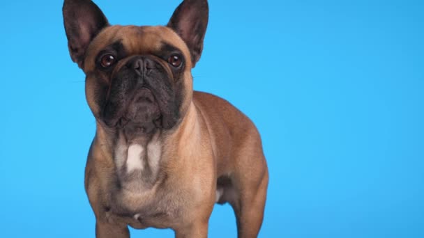 Project Video Van Mooie Kleine Franse Bulldog Kijken Vooruit Staan — Stockvideo