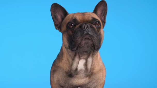 空腹の小さなフランスのブルドッグ子犬は舌を出し 青い背景で食べ物を待っている間鼻を舐めます — ストック動画