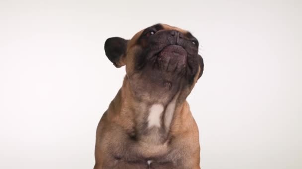 急切而美丽的法国斗牛犬在抬起头坐在灰蒙蒙的背景下 伸出舌头 舔着鼻子 — 图库视频影像