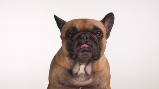 Проектне Відео Прекрасної Маленької Французької Собаки Язиком Вилизує Ніс Дивлячись — стокове відео