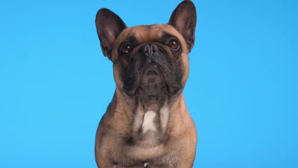 Zoete Franse Bulldog Hond Omhoog Kijken Vragen Voedsel Met Tong — Stockvideo