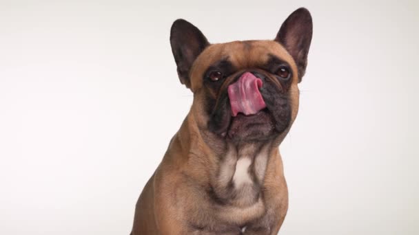 Zoet Klein Frans Bulldog Puppy Kijken Vooruit Likken Neus Terwijl — Stockvideo