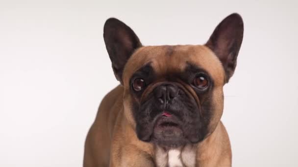 Adorable Pequeño Bulldog Francés Sobresaliendo Lengua Lamiendo Nariz Mientras Mira — Vídeos de Stock