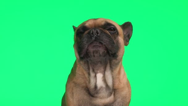 Lindo Bulldog Francés Cachorro Mirando Hacia Arriba Lamiendo Nariz Mientras — Vídeos de Stock