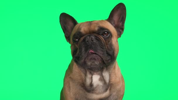 Sladký Malý Francouzský Pes Zvědavý Vzhlíží Vyčnívá Jazyk Zatímco Sedí — Stock video